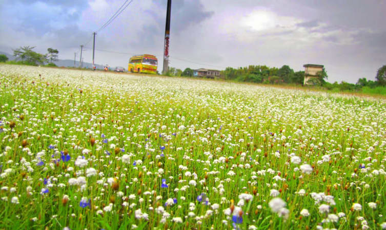 placeimg