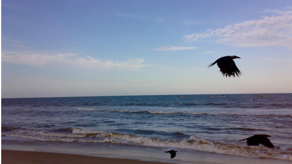 placeimg