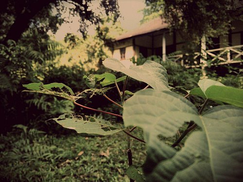 placeimg