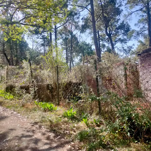 placeimg