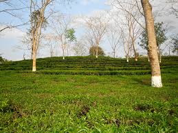 placeimg