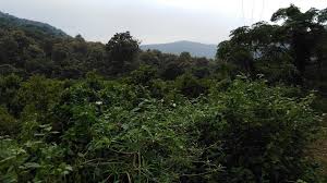 placeimg